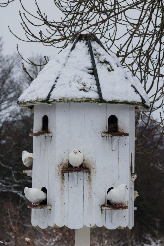 Snow doves