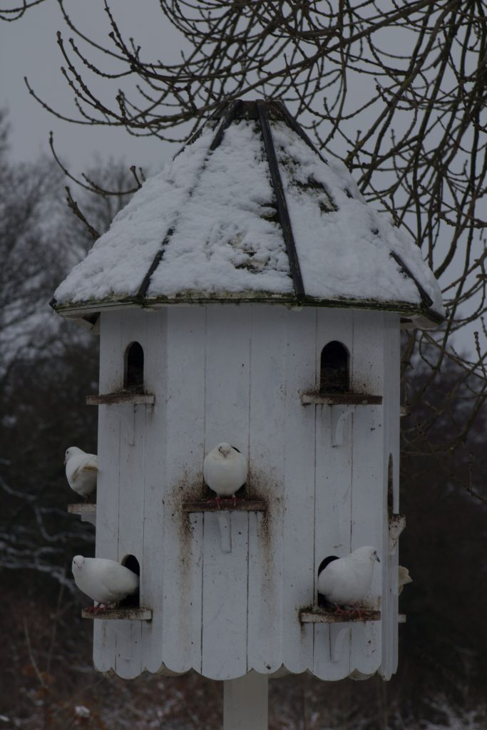 Snow doves