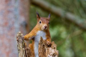 UK red squirrel